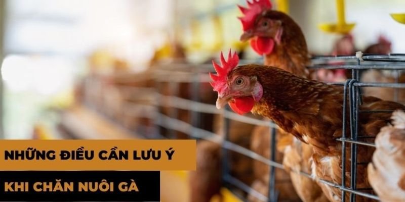 Lưu ý quan trọng trong quá trình nuôi gà của sư kê