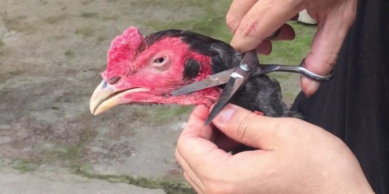 Bạn phải cẩn thận trong quá trình cắt tai gà đá bo lớn